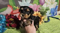 Sterling , a male Yorkshire Terrier for sale in Brighton, MO – Photo 1 of 7