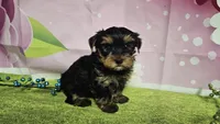 Sterling , a male Yorkshire Terrier for sale in Brighton, MO – 2 of 7