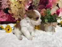 Baxter , a male Yorkshire Terrier for sale in Brighton, MO – 6 of 8
