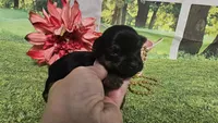 Clara, a female Yorkshire Terrier for sale in Brighton, MO – 3 of 6