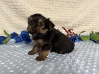Cody, a female Yorkshire Terrier for sale in Brighton, MO – 6 of 8