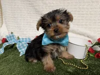 Baloo, a male Yorkshire Terrier for sale in Brighton, MO – 7 of 7