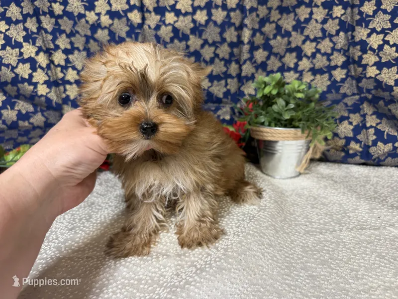 Graham  – Yorkshire Terrier puppy for sale in Brighton, MO