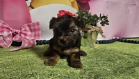 Rosalie, a female Yorkshire Terrier for sale in Brighton, MO – Photo 2 of 2