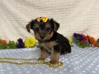 Ceci, a female Yorkshire Terrier for sale in Brighton, MO – 6 of 10