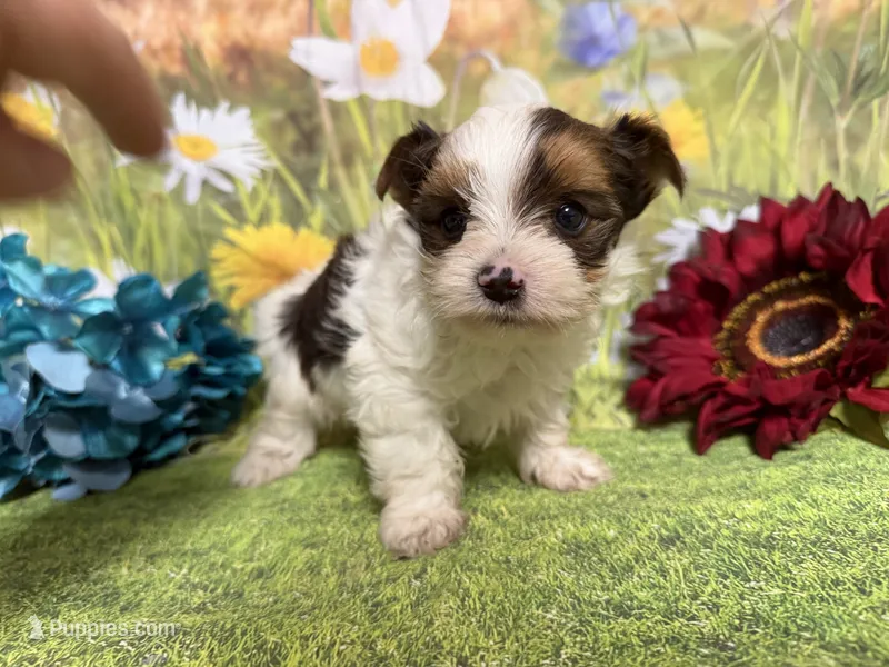 Sylvester  – Yorkshire Terrier puppy for sale in Brighton, MO