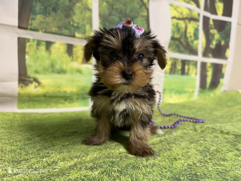 Stella  – Yorkshire Terrier puppy for sale in Brighton, MO