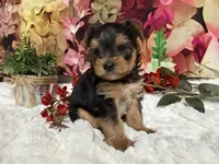 Biscuit, a male Yorkshire Terrier for sale in Brighton, MO – 2 of 8