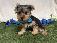 Sawyer, a male Yorkshire Terrier for sale in Brighton, MO – 3 of 6
