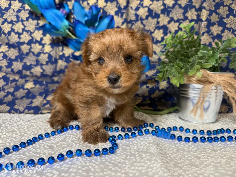 Spencer  – Yorkshire Terrier puppy for sale in Brighton, MO