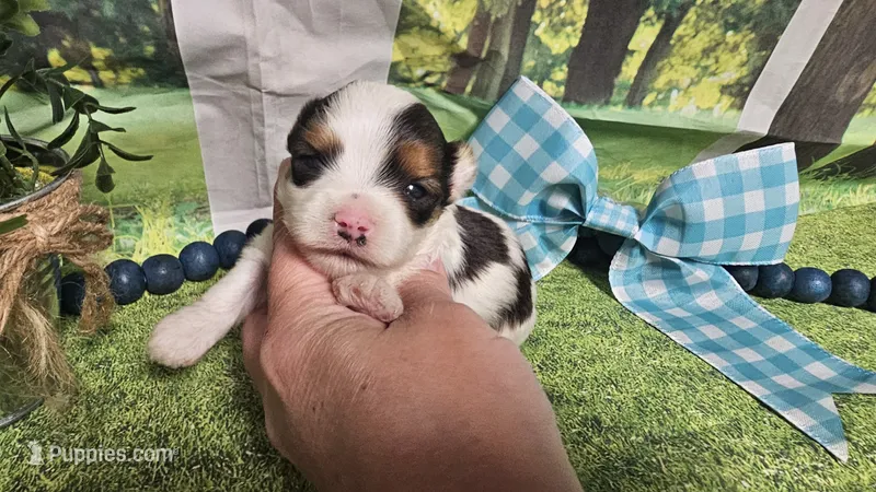Sylvester  – Yorkshire Terrier puppy for sale in Brighton, MO