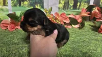 Candice , a female Yorkshire Terrier for sale in Brighton, MO – 3 of 5