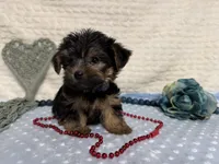 Chris , a female Yorkshire Terrier for sale in Brighton, MO – 8 of 9