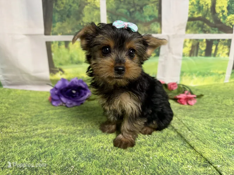 Savanna  – Yorkshire Terrier puppy for sale in Brighton, MO