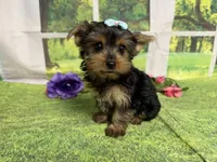 Savanna , a male Yorkshire Terrier for sale in Brighton, MO – 1 of 9