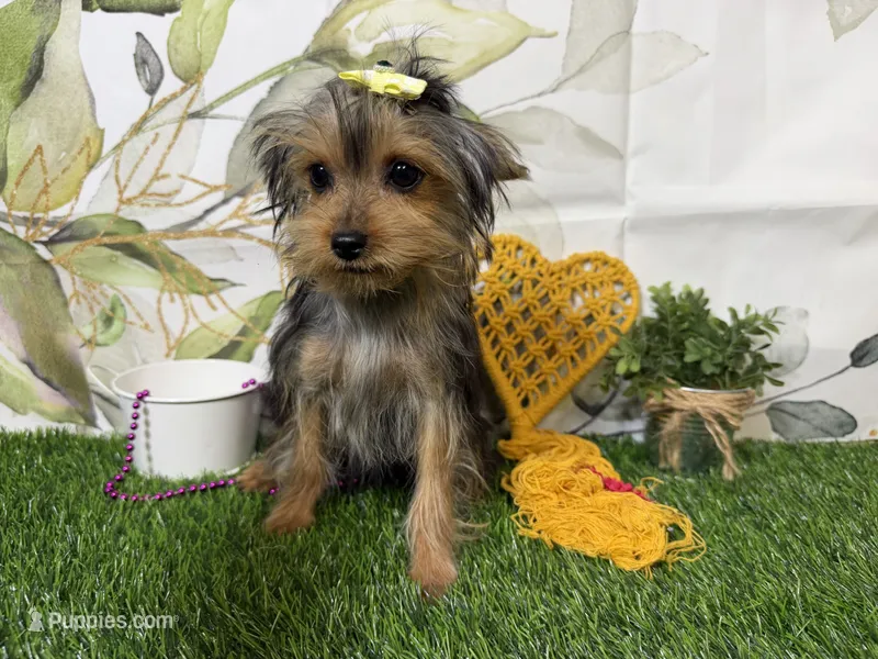Sammy – Yorkshire Terrier puppy for sale in Brighton, MO