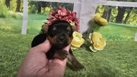Ceci, a female Yorkshire Terrier for sale in Brighton, MO – 7 of 8