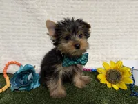 Beans, a male Yorkshire Terrier for sale in Brighton, MO – 4 of 6