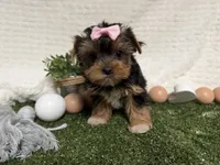 Bella, a female Yorkshire Terrier for sale in Brighton, MO – 4 of 8