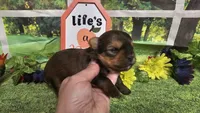 Sadie, a female Yorkshire Terrier for sale in Brighton, MO – 8 of 8