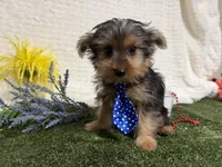 Baxter , a male Yorkshire Terrier for sale in Brighton, MO – 2 of 7