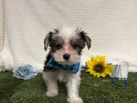 Banjo, a male Yorkshire Terrier for sale in Brighton, MO – 2 of 7