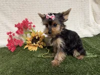 Sammy, a male Yorkshire Terrier for sale in Brighton, MO – 6 of 10