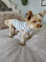 Winston, a male Yorkshire Terrier for sale in Brighton, MO – 4 of 7