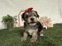 Rain, a male Yorkshire Terrier for sale in Brighton, MO – 8 of 10