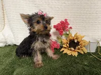 Sammy, a male Yorkshire Terrier for sale in Brighton, MO – 9 of 10