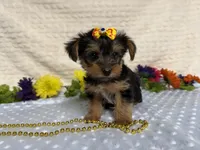 Ceci, a female Yorkshire Terrier for sale in Brighton, MO – 9 of 10
