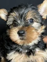 Clover , a male Yorkshire Terrier for sale in Brighton, MO – 5 of 7