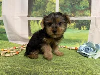 Dean, a male Yorkshire Terrier for sale in Brighton, MO – 6 of 6