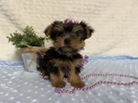Clara, a female Yorkshire Terrier for sale in Brighton, MO – 8 of 9