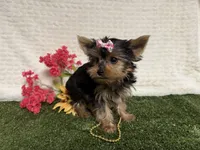 Sammy, a male Yorkshire Terrier for sale in Brighton, MO – 2 of 10