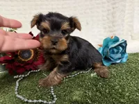 Linus, a female Yorkshire Terrier for sale in Brighton, MO – 3 of 6