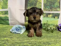 Sawyer, a male Yorkshire Terrier for sale in Brighton, MO – 4 of 6