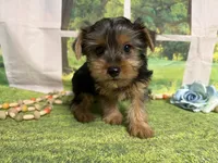 Dean, a male Yorkshire Terrier for sale in Brighton, MO – 2 of 6