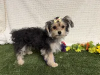 Tickles , a female Morkie for sale in Brighton, MO – 2 of 8