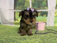 Stella , a female Yorkshire Terrier for sale in Brighton, MO – 3 of 7