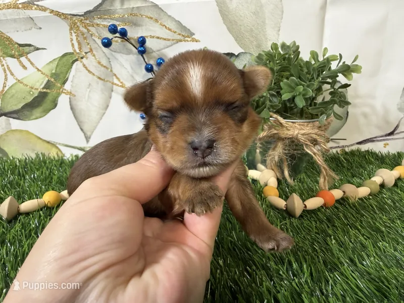 Nash – Yorkshire Terrier puppy for sale in Brighton, MO
