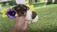 Hazel , a female Yorkshire Terrier for sale in Brighton, MO – 3 of 9