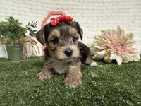 Rain, a male Yorkshire Terrier for sale in Brighton, MO – 7 of 10