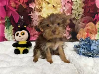 Brownie, a male Yorkshire Terrier for sale in Brighton, MO – 8 of 9