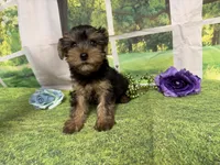 Sawyer, a male Yorkshire Terrier for sale in Brighton, MO – 5 of 6