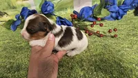 Carter , a male Yorkshire Terrier for sale in Brighton, MO – 5 of 9