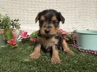 Honey, a female Yorkshire Terrier for sale in Brighton, MO – 5 of 6