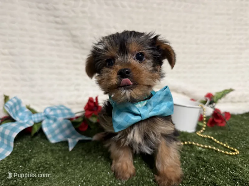 Baloo – Yorkshire Terrier puppy for sale in Brighton, MO