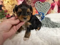 Brent, a male Yorkshire Terrier for sale in Brighton, MO – 7 of 9