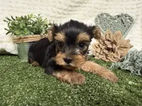 Levi, a female Yorkshire Terrier for sale in Brighton, MO – 4 of 7